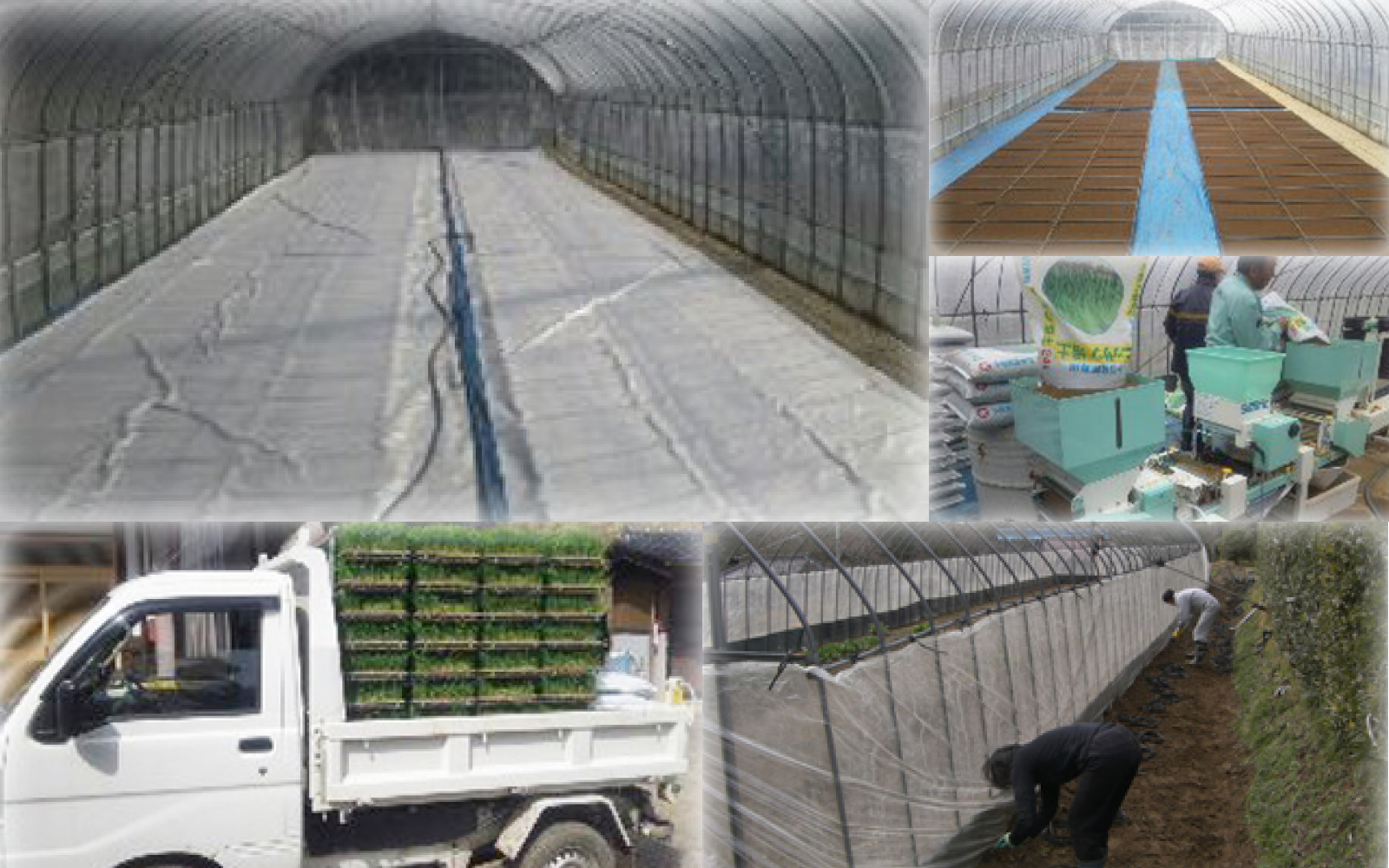 加瀬家の田んぼ