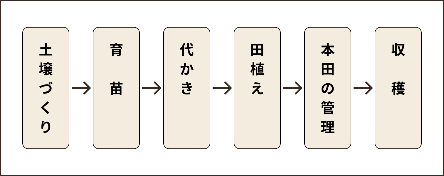 お米ができるまでの流れイラスト